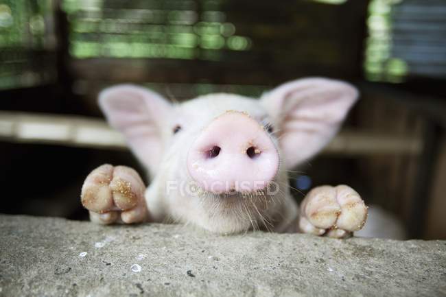 Bebé cerdo en ella pluma - foto de stock