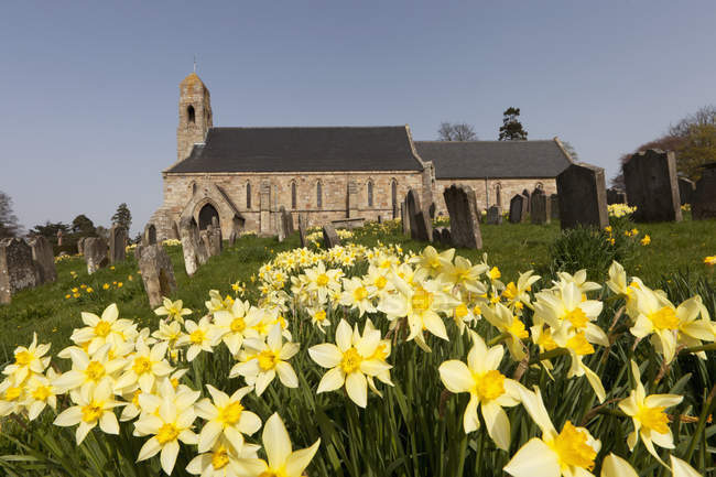Daffodils amarelos no cemitério — Fotografia de Stock