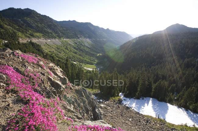 Fiori di campo rosa in montagna — Foto stock