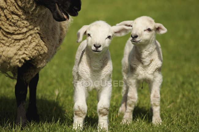 Ягненок с двумя овцами — стоковое фото