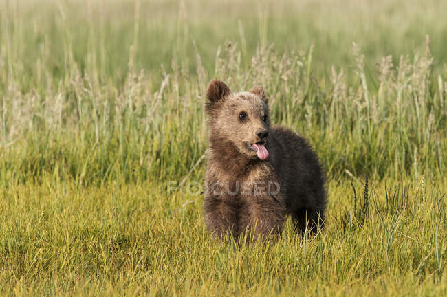 Бурый медвежонок гризли — стоковое фото