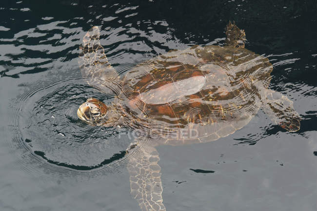 Galápagos tortuga marina verde - foto de stock