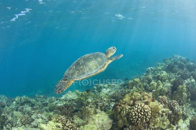 Green Sea Turtle — Stock Photo