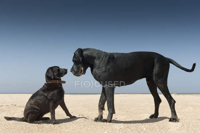 Большая и маленькая собака — стоковое фото