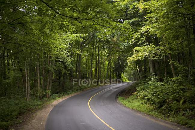 Асфальтовая дорога с деревьями и растениями — стоковое фото