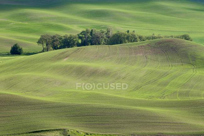 Вид на долину зеленой травы — стоковое фото