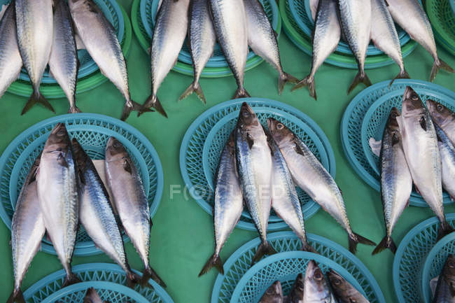 Pesce posa in insiemi — Foto stock
