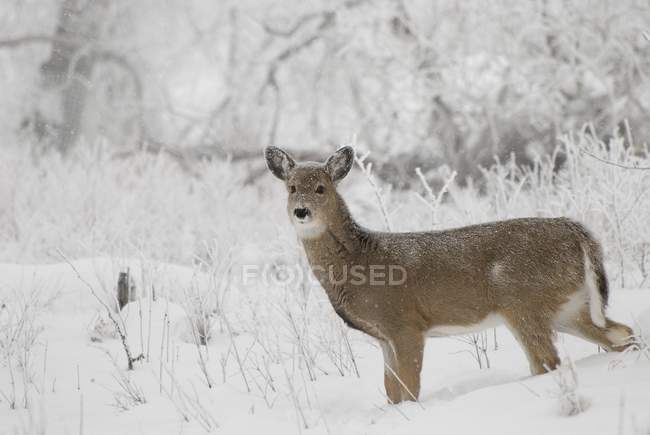 Cervos de cauda branca — Fotografia de Stock