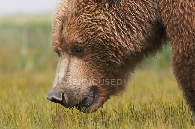 Brown Grizzly Bear — Stock Photo