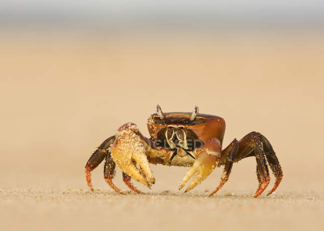 Crabe fantôme debout sur la plage — Photo de stock