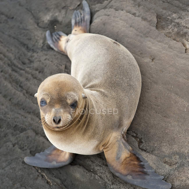 Fur Seal on ground  outdoors — Stock Photo