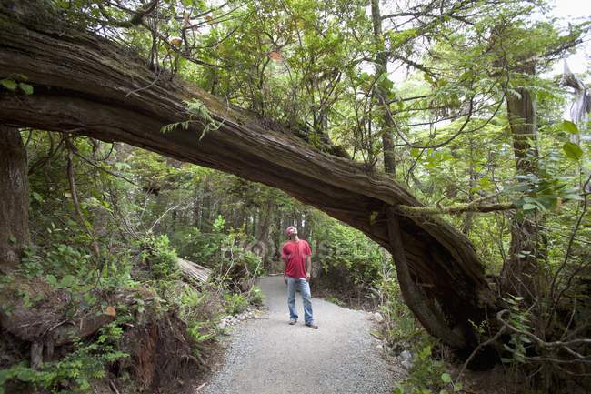 A Man Hiking Along The Wild Pacific Trail; Ucluelet, Vancouver Island, British Columbia, Canadá - foto de stock