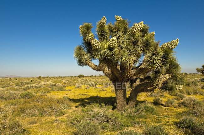 Joschua-Baum in der Mojave-Wüste — Stockfoto