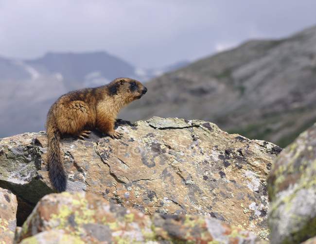 Lontra seduta sulla roccia — Foto stock