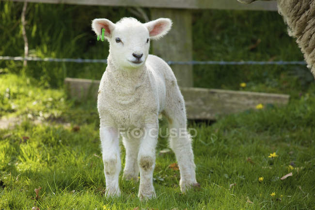 Lamm steht auf grünem Gras — Stockfoto