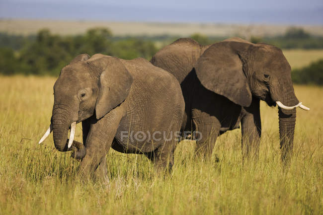 Par de elefantes africanos - foto de stock