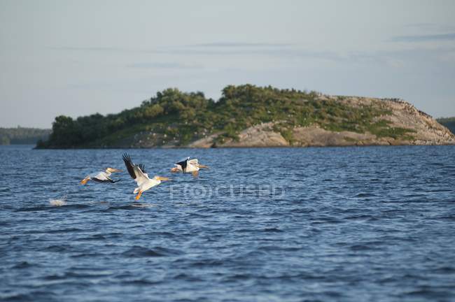 Pelicans Catching Fish — Stock Photo