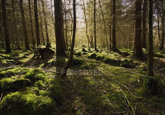 Suelo forestal en Castelcomer Discovery Park - foto de stock