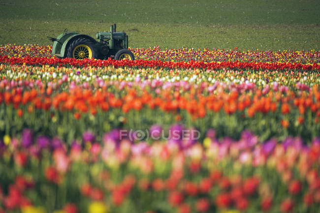 Trator em campo de tulipa — Fotografia de Stock