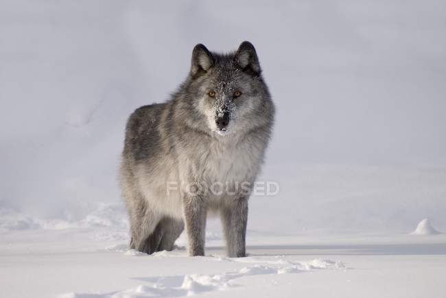 Wolf im Schnee im Freien — Stockfoto