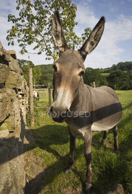 Donkey standing on green grass — Stock Photo