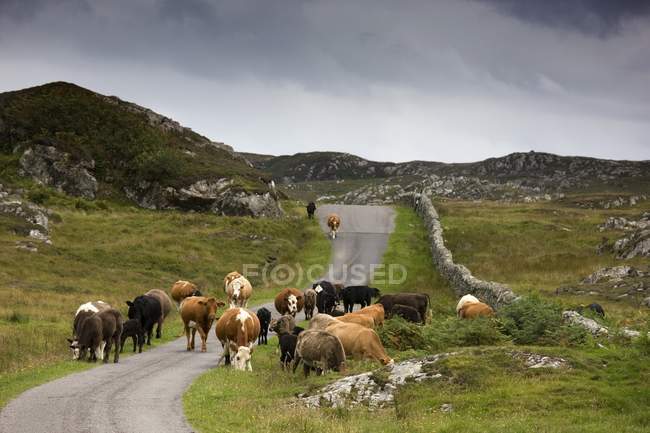 Скот на сельской дороге — стоковое фото