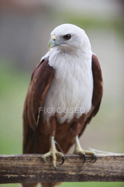 Falco filippino prigioniero — Foto stock