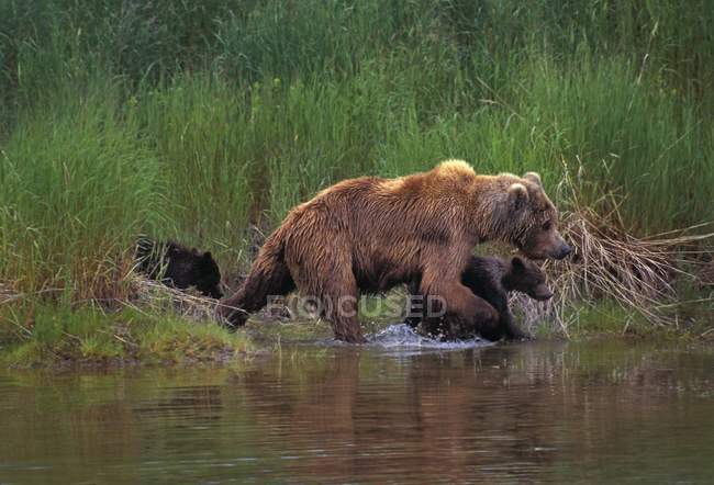Grizzli avec des oursons — Photo de stock