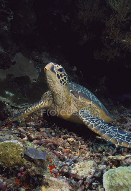 Черепаха по океанського дна — стокове фото