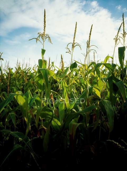 Tallos de maíz creciendo en el árbol - foto de stock