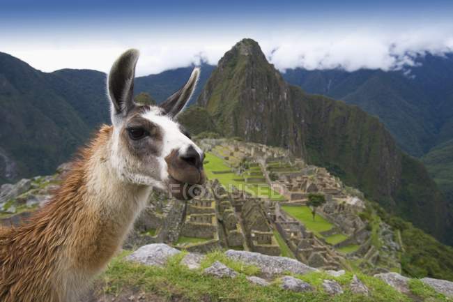 Lama steht auf Klippe — Stockfoto