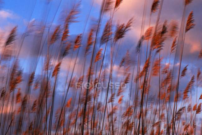 Травы, дующие на ветру — стоковое фото