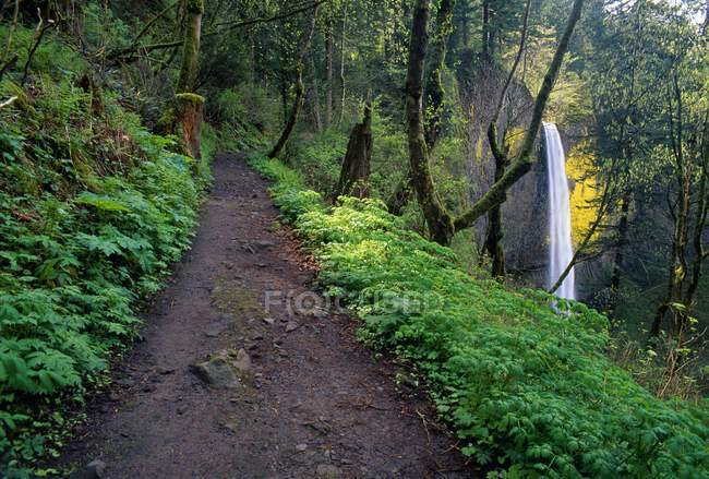 Trail And Latourell Falls — Stock Photo