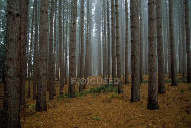 Forêt de pins rouges — Photo de stock