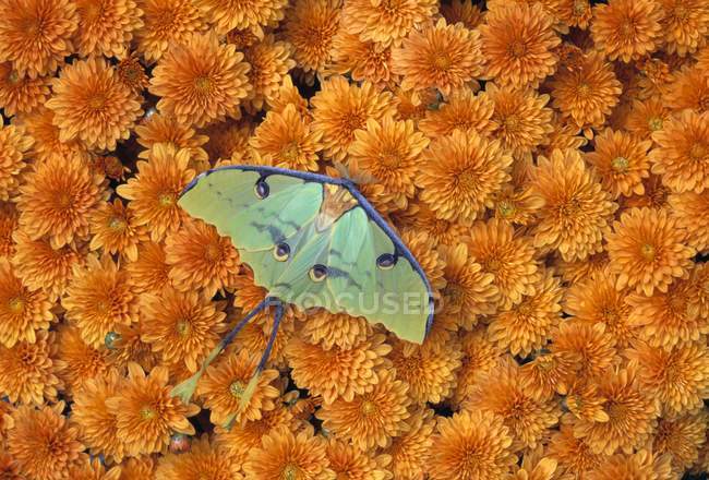 Mariposa sentada sobre flores - foto de stock