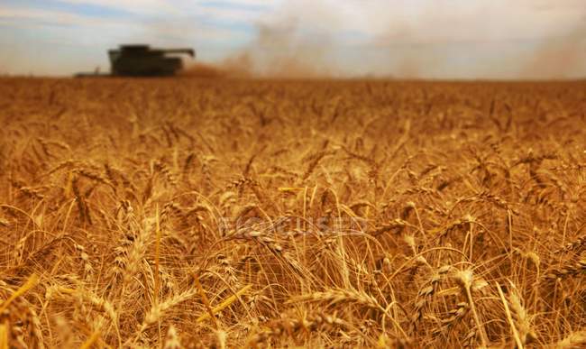 Время сбора урожая с пшеницей — стоковое фото