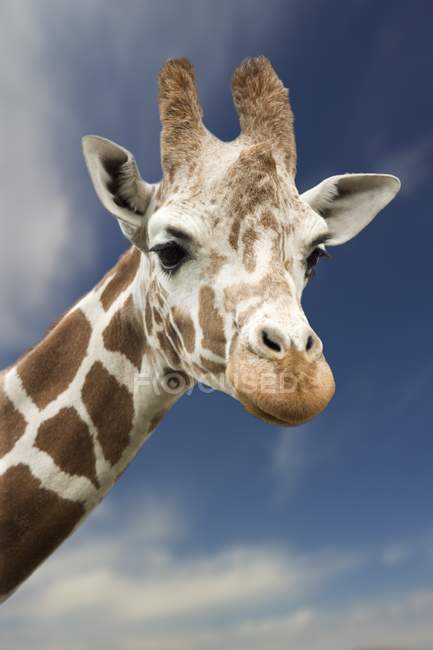 Retrato de una sola jirafa - foto de stock