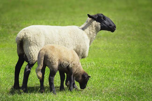 Pecora e il suo agnello — Foto stock