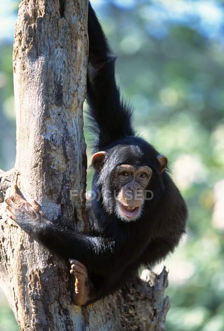 Шимпанзе висить на дереві — стокове фото