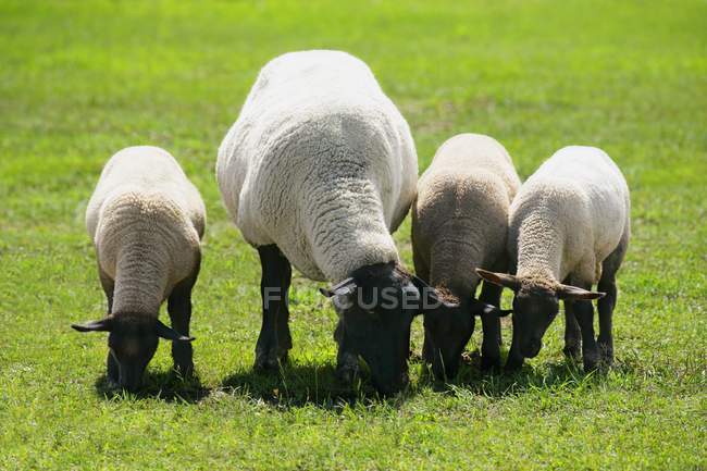 La oveja y sus tres corderos pastando - foto de stock