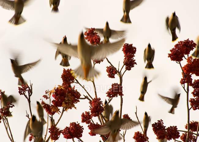 Птахи літають над деревом — стокове фото