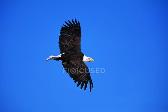 Águila calva se eleva en el cielo - foto de stock