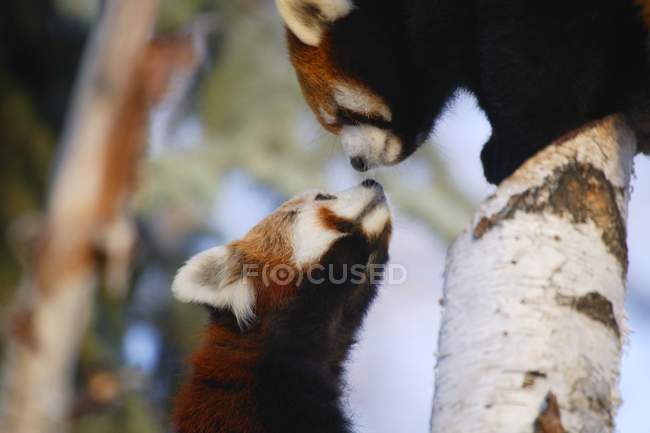 Par de pandas rojos - foto de stock