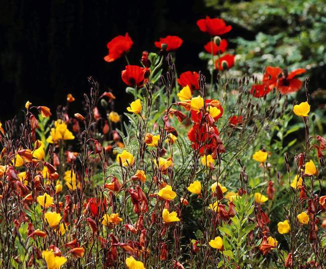 Poppies and  Evening Primrose — Stock Photo