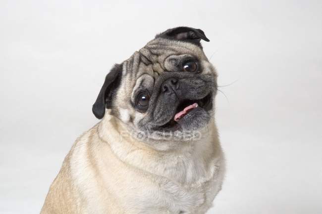 Mops Hund lächelt — Stockfoto