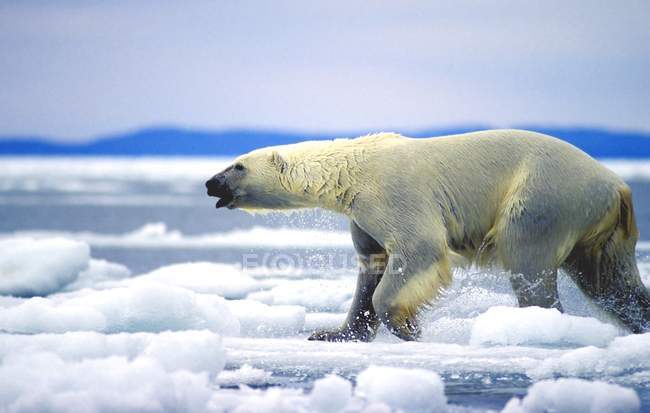 Oso polar corriendo - foto de stock