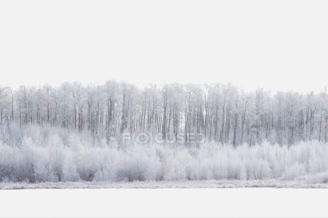 Белая страна чудес с деревьями — стоковое фото