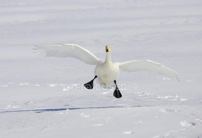 Whooper Swan atterraggio sulla neve — Foto stock