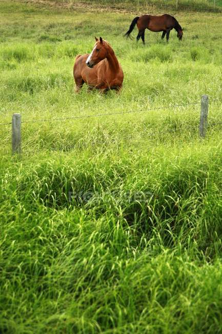 Cavalos em grama alta — Fotografia de Stock