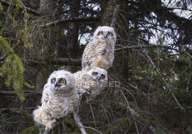 Three Great Horned Owl — Stock Photo